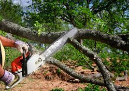 Best Arborist Consultation Services  in Jurupa Valley, CA