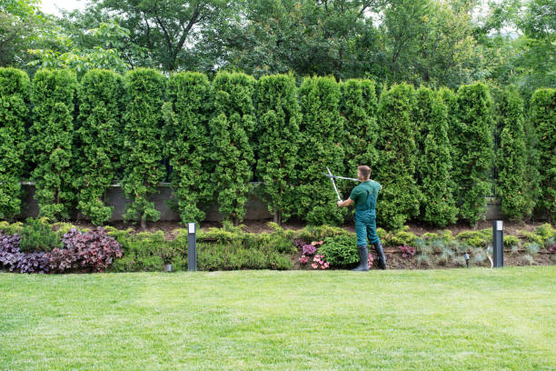 Best Tree Maintenance Programs  in Jurupa Valley, CA