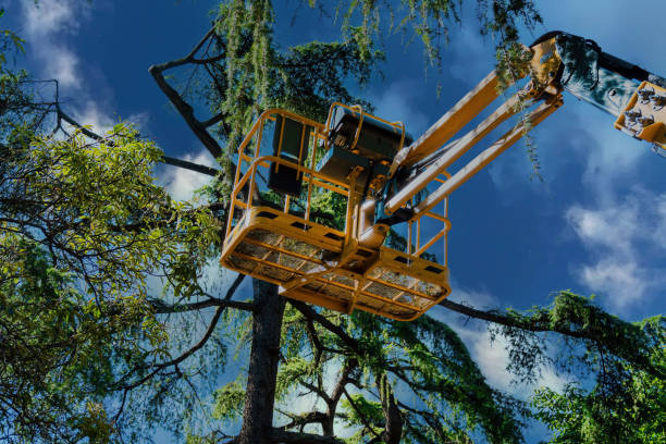 Best Arborist Consultation Services  in Jurupa Valley, CA
