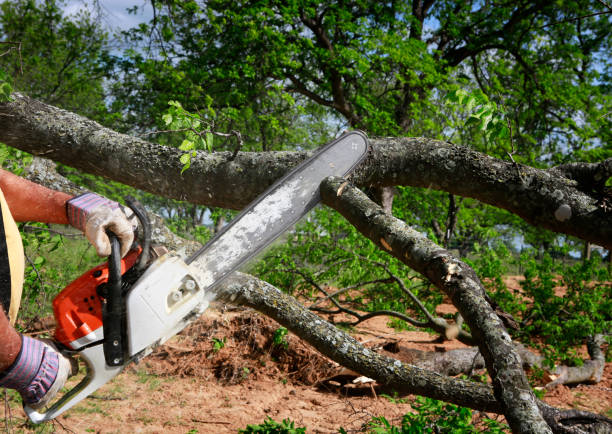Best Stump Grinding and Removal  in Jurupa Valley, CA