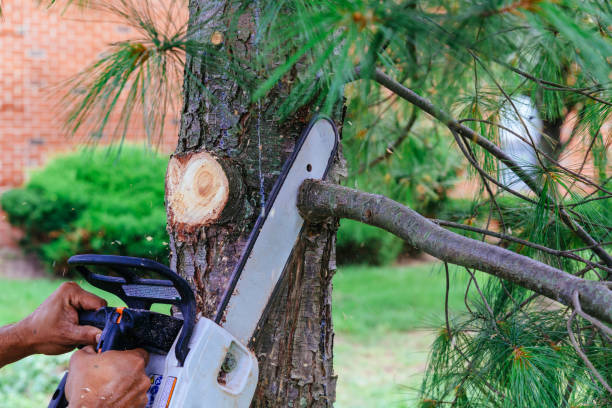 Best Emergency Tree Removal  in Jurupa Valley, CA